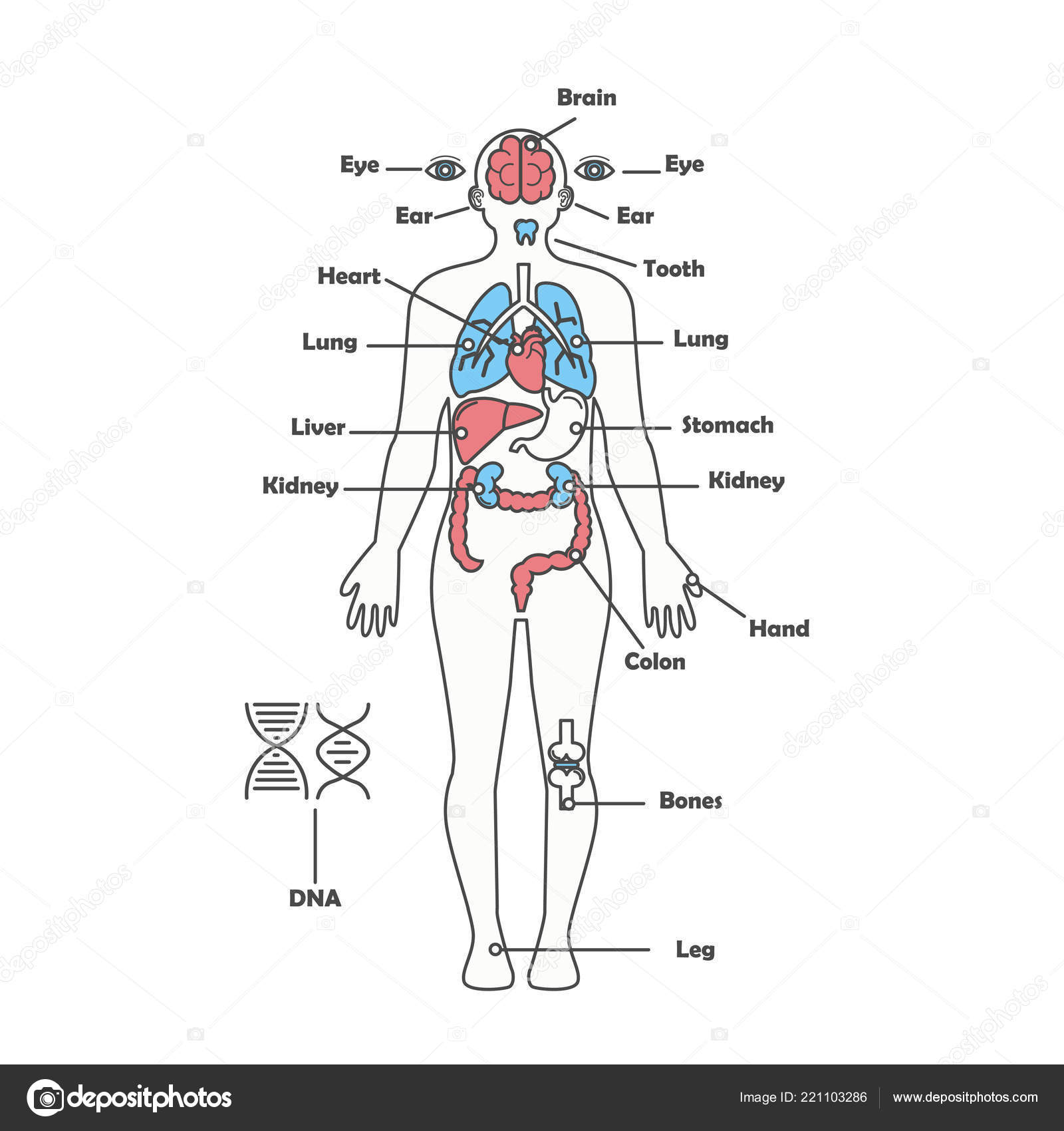 Internal Organ Location Chart