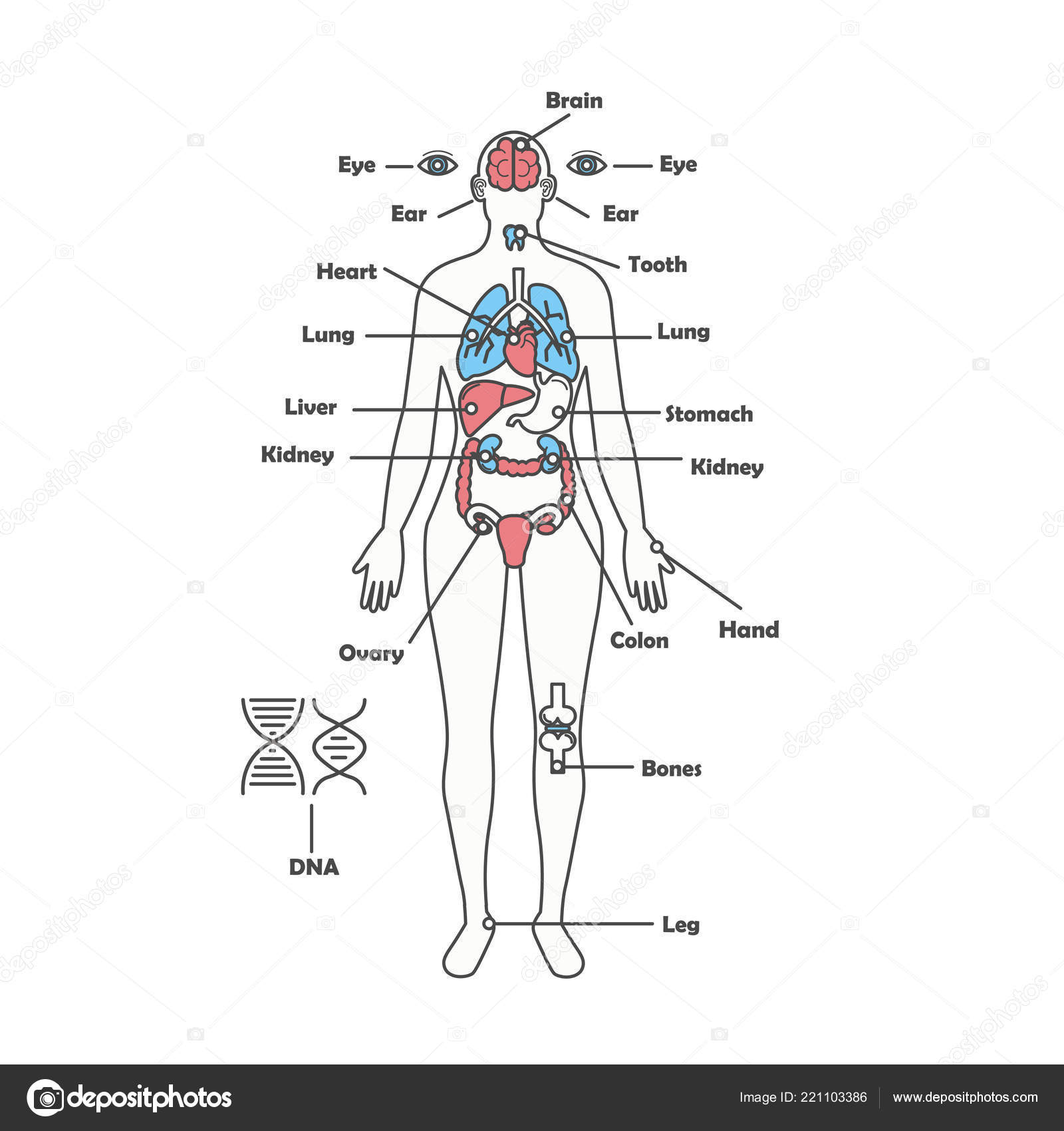 Human Internal Organ Anatomy Charts