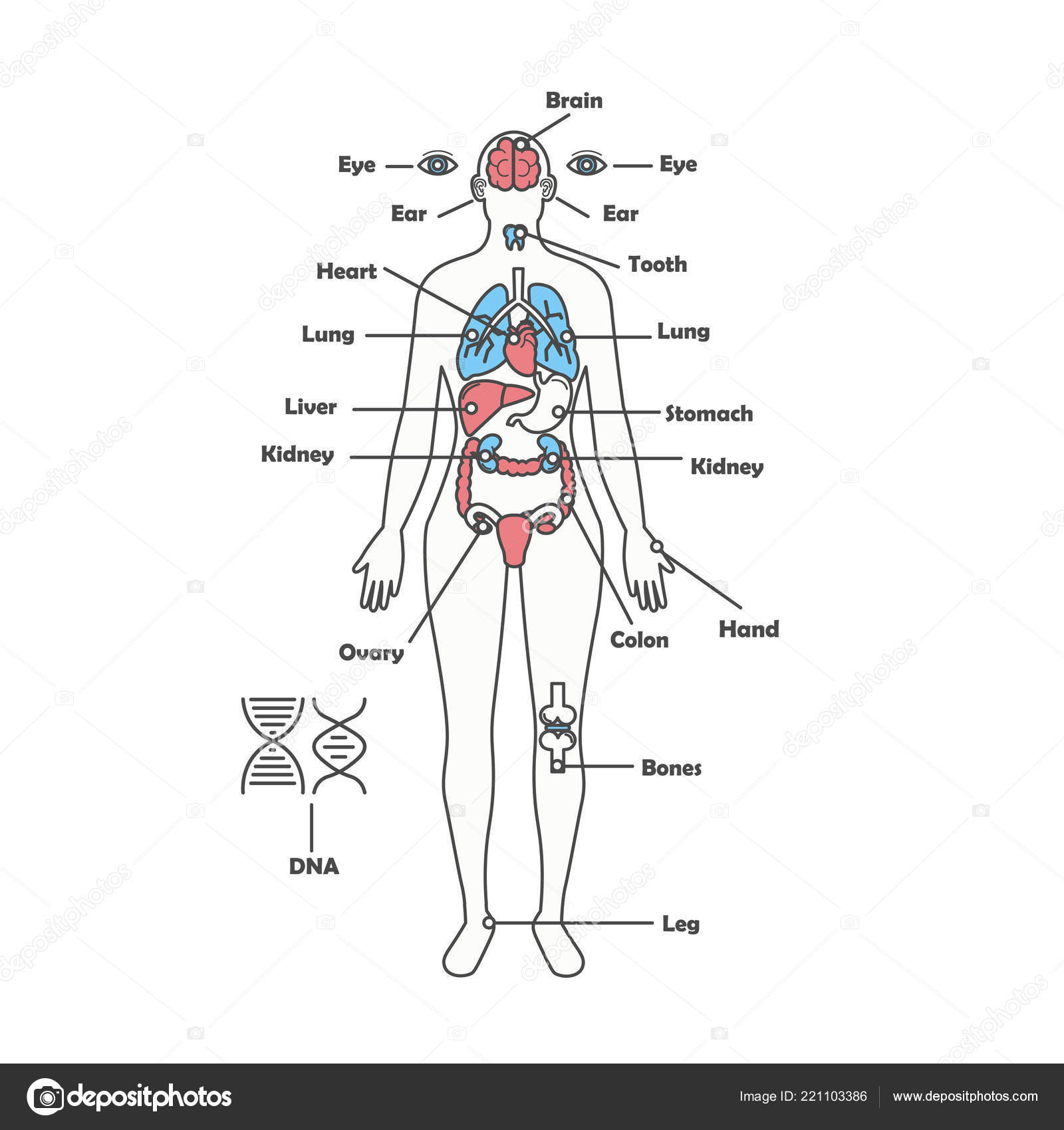 Female Anatomical Chart