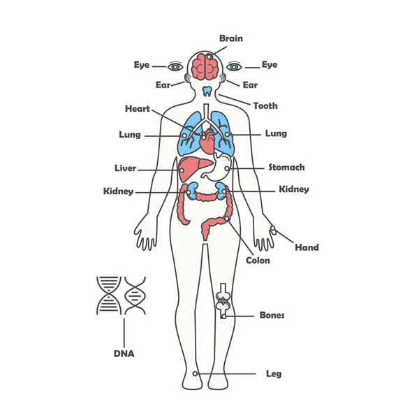 Corpo de anatomia humana masculina diagrama vetorial de órgãos internos —  Vetores de Stock