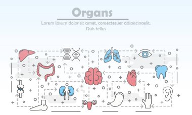 Vektör ince çizgi çizimleri insan organlarını poster afiş şablonu