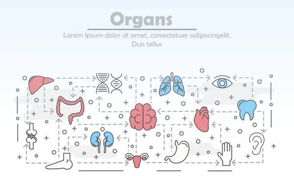 Vetor linha fina arte órgãos humanos cartaz banner template —  Vetores de Stock