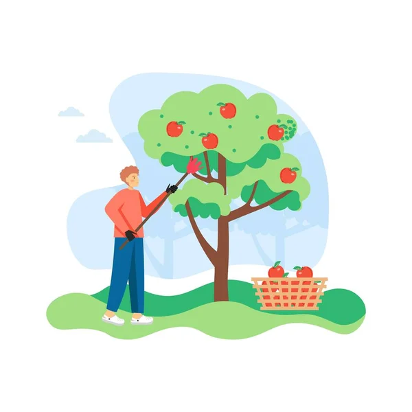 Jongeman, tuinier plukkend appels van appelboom, platte vector illustratie — Stockvector