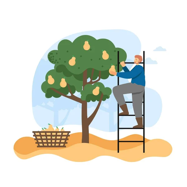 Temporada de outono. Jardineiro homem, agricultor colhendo pêras maduras de árvore no jardim, ilustração vetorial plana. — Vetor de Stock