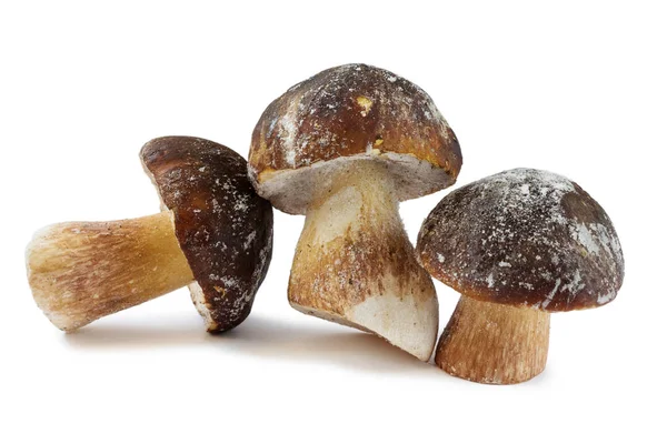 Beyaz mantar (mantar kralı) beyaz arka planda izole edilmiştir. Kapat. donmuş