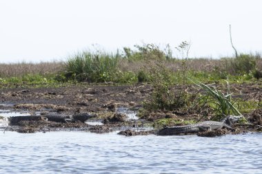 Esteros del Ibera, Arjantin içinde karanlık timsahlar (Caiman yacare). Sabah güneşin altında ısınma.