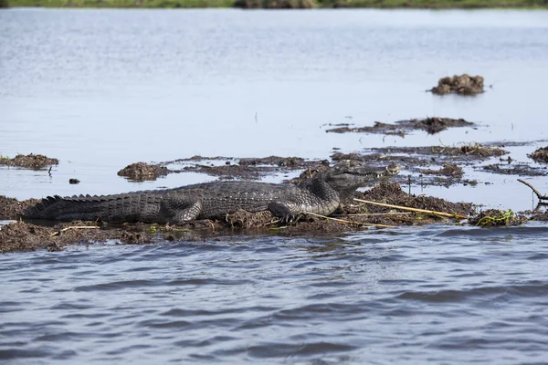 Esteros del Ibera, Arjantin karanlık timsah (Caiman yacare). Sabah güneşin altında ısınma.