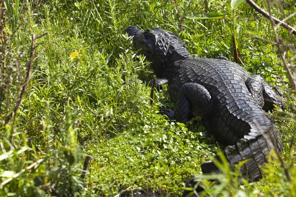 Темно Алігатор Caiman Yacare Esteros Дель Ibera Аргентина Розігрів Ранковому — стокове фото