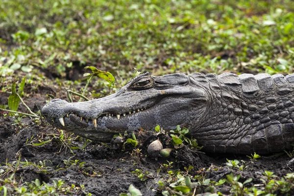 Esteros del Ibera, Arjantin karanlık timsah (Caiman yacare). Sabah güneşin altında ısınma.