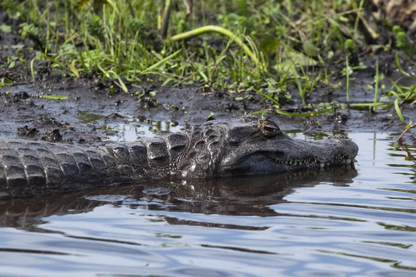 Cocodrilo Oscuro Caiman Yacare Esteros Del Ibera Argentina Calentamiento Sol — Foto de Stock