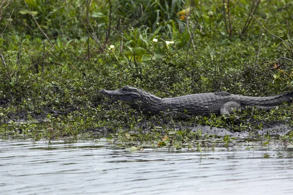 Темно Алігатор Caiman Yacare Esteros Дель Ibera Аргентина Розігрів Ранковому — стокове фото