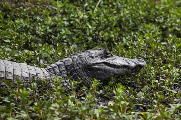 Cocodrilo Oscuro Caiman Yacare Esteros Del Ibera Argentina Calentamiento Sol — Foto de Stock