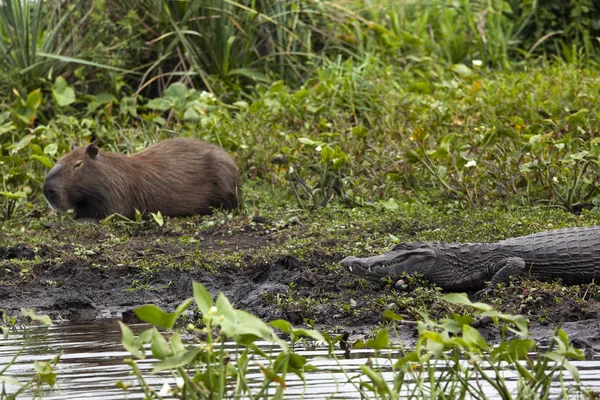 Cocodrilo Oscuro Caiman Yacare Capybara Esteros Del Ibera Argentina Calentamiento — Foto de Stock