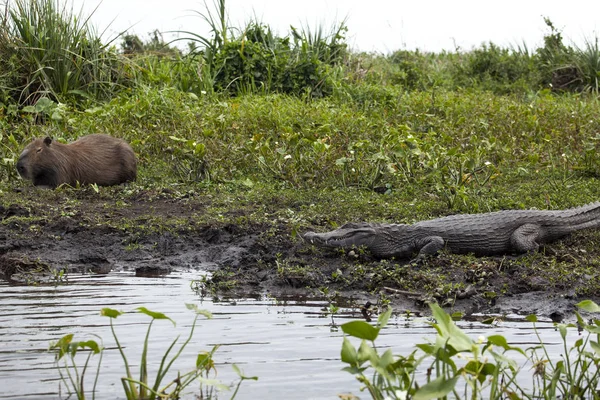 Cocodrilo Oscuro Caiman Yacare Capybara Esteros Del Ibera Argentina Calentamiento — Foto de Stock