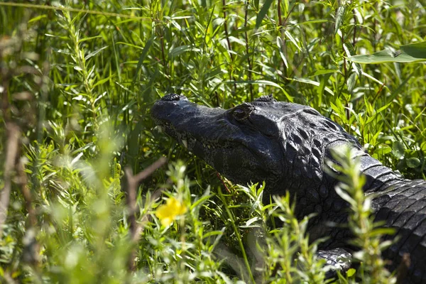 Cocodrilo Oscuro Caiman Yacare Esteros Del Ibera Argentina Calentamiento Sol — Foto de Stock