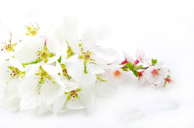 Elma ve kiraz beyaz arka plan yakın çekim üzerinde çiçek açan dalları.