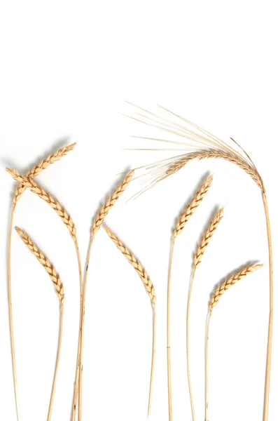 Sprig Wheat White Background Healthy Food Close — Stock Photo, Image