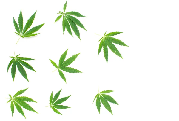 Cannabis Leaf Vit Bakgrund Medicinalväxt Drog Och Glädje — Stockfoto