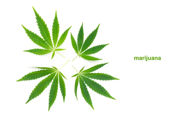 Hoja Cannabis Sobre Fondo Blanco Planta Medicinal Droga Alegría —  Fotos de Stock