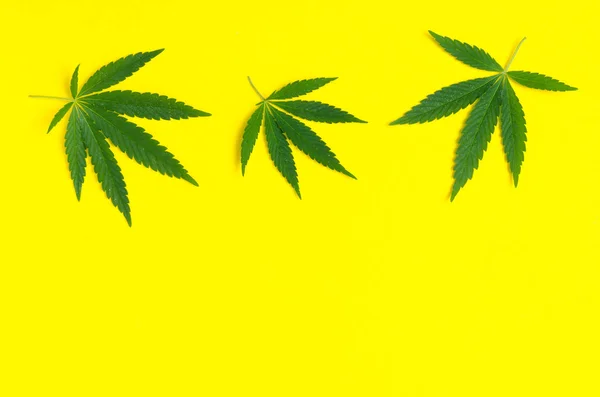 Sarı Arka Plan Üzerinde Marihuana Kenevir Yaprak Yakın Çekim — Stok fotoğraf