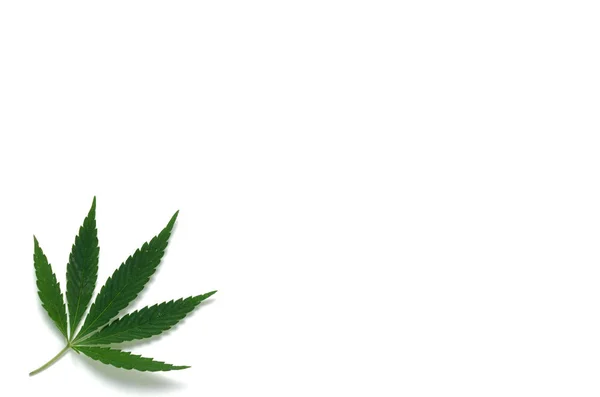 Hanfblatt Auf Weißem Hintergrund Heilpflanze Droge Und Freude — Stockfoto