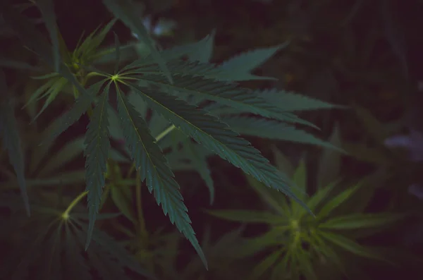 Cannabis Bush Primer Plano Hierba Alucinógena Droga Planta Legal Prohibida —  Fotos de Stock