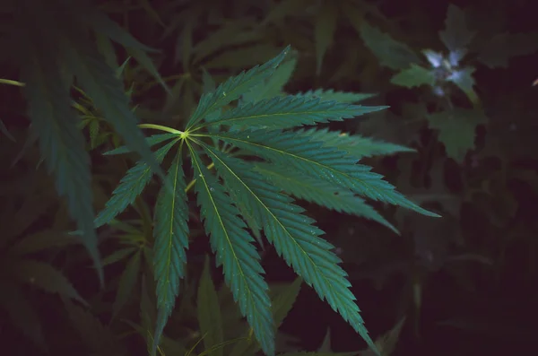 大麻ブッシュのクローズ アップ 幻覚薬ハーブ 法律で禁止されている植物 — ストック写真