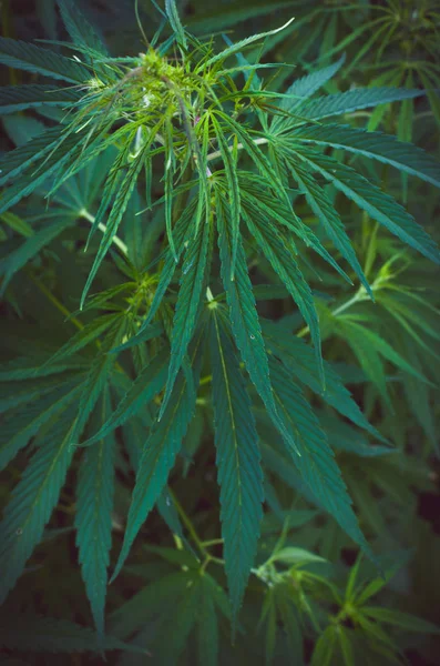 Cannabis Bush Primer Plano Hierba Alucinógena Droga Planta Legal Prohibida —  Fotos de Stock