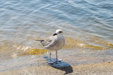 Martı sıcak bir plaj kıyısında. Sıcak yaz günü. Yaban hayatı.