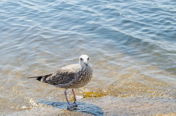 Gaivota Costa Uma Praia Quente Dia Quente Verão Vida Selvagem — Fotografia de Stock