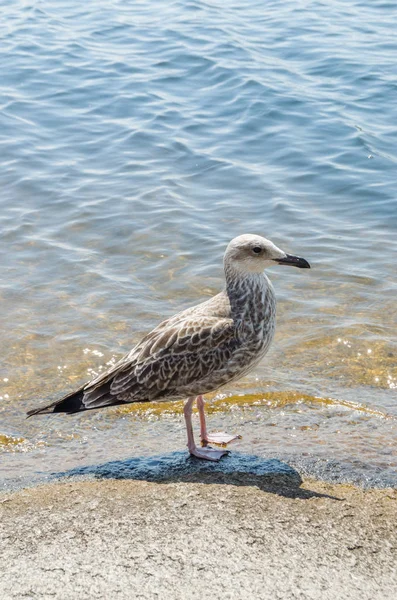 Gaivota Costa Uma Praia Quente Dia Quente Verão Vida Selvagem — Fotografia de Stock