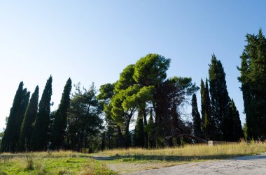 Selvi ve Montenegro.Beautiful arazi doğada çam ağaçları vardır.