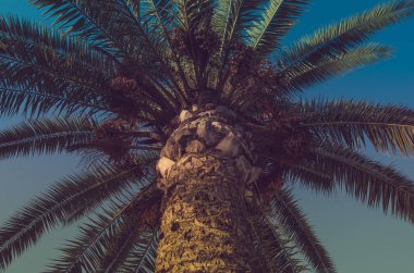 Günbatımı, tropikal tatil de akşam palmiye ve sıcak ülkelere seyahat.