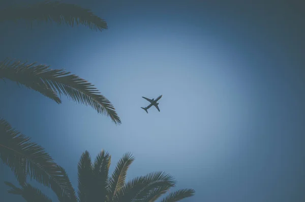 飛行機は ヤシの木の背景に高空を飛ぶ レクリエーション — ストック写真