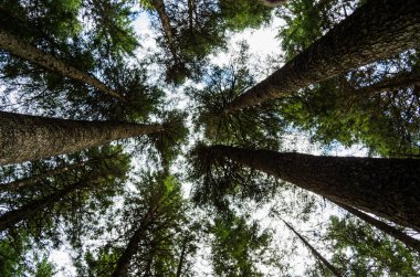 Sık çam ormanı, uzun boylu bir çam Montenegro.The görünümde alt üst