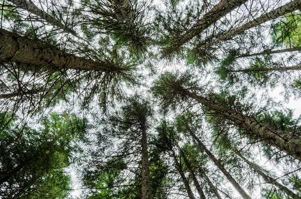 Dichte Dennenbos Top Van Een Hoge Dennen Montenegro Uitzicht Vanaf — Stockfoto