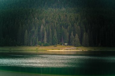 Gölde kalın çam ormanının arka plan