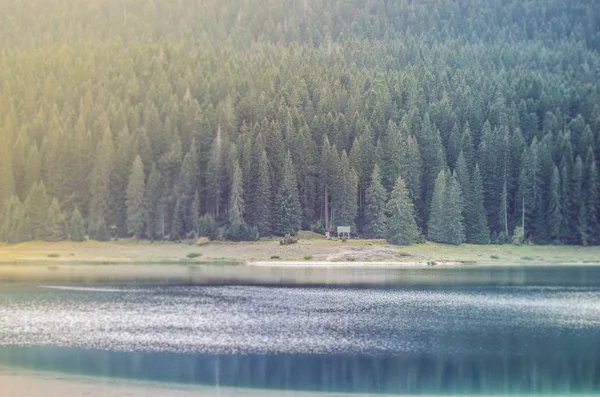 See Vor Dem Hintergrund Eines Dichten Kiefernwaldes — Stockfoto