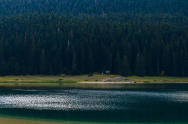 Gölde kalın çam ormanının arka plan
