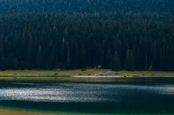 Озеро Фоне Густого Соснового Леса — стоковое фото