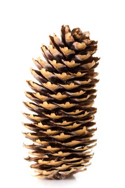 Beyaz arka plan üzerinde çam kozalağı. Yalıtılmış nesne yakın çekim.