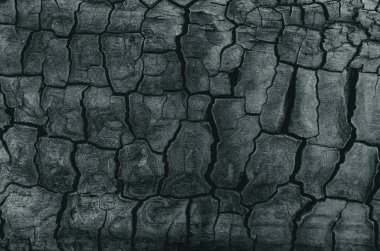Background, black charred timber, coal after fire, abstract and in cracks of charcoal.
