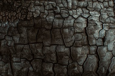 Background, black charred timber, coal after fire, abstract and in cracks of charcoal.