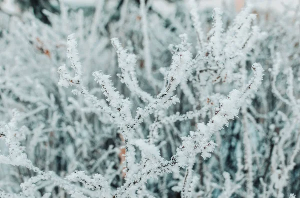 Mit Schnee Und Frost Bedeckte Äste Einem Frostigen Wintertag — Stockfoto