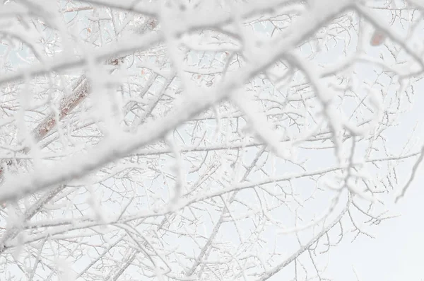 Coberto Com Neve Galhos Árvores Geada Dia Gelado Inverno — Fotografia de Stock