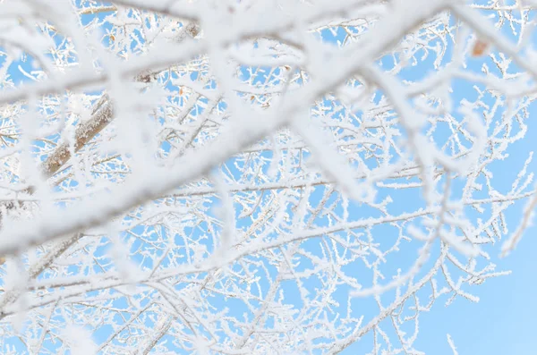 Καλυμμένα Χιόνι Και Τον Παγετό Κλαδιά Δέντρων Την Ημέρα Ψυχρός — Φωτογραφία Αρχείου