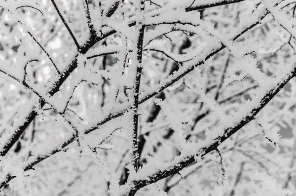 Covered Snow Frost Tree Branches Frosty Winter Day — Stock Photo, Image