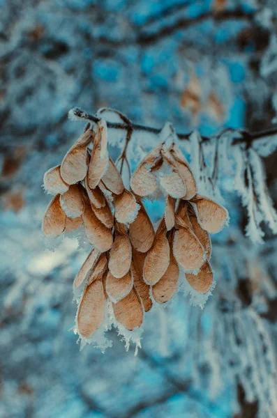 Gefroren Schnee Und Frost Bedeckt Ahornbaumsamen Kaltes Winterwetter — Stockfoto