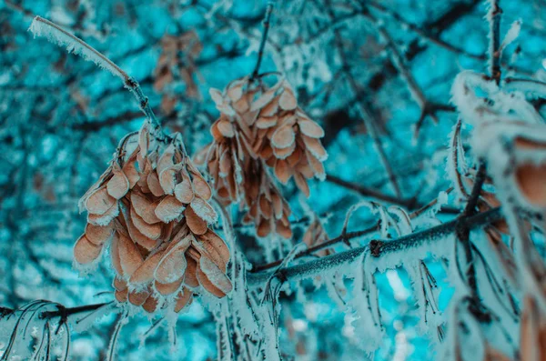 Gefroren Schnee Und Frost Bedeckt Ahornbaumsamen Kaltes Winterwetter — Stockfoto