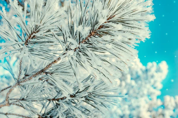 Κατεψυγμένα Καλυμμένα Χιόνι Και Τον Παγετό Κλαδί Δέντρου — Φωτογραφία Αρχείου